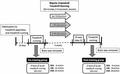 Adaptive Changes in the Sensitivity of the Dorsal Raphe and Hypothalamic Paraventricular Nuclei to Acute Exercise, and Hippocampal Neurogenesis May Contribute to the Antidepressant Effect of Regular Treadmill Running in Rats